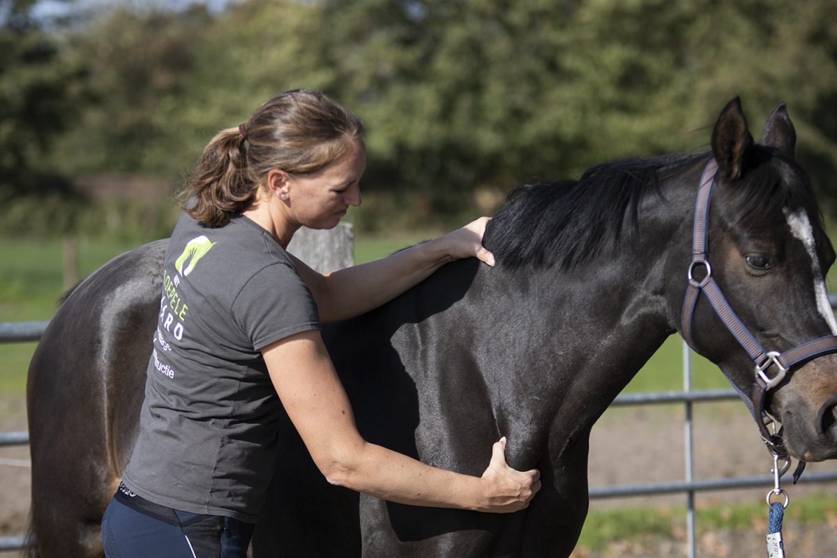 Muscle Monday De Brachiocephalicus Het Soepele Paard