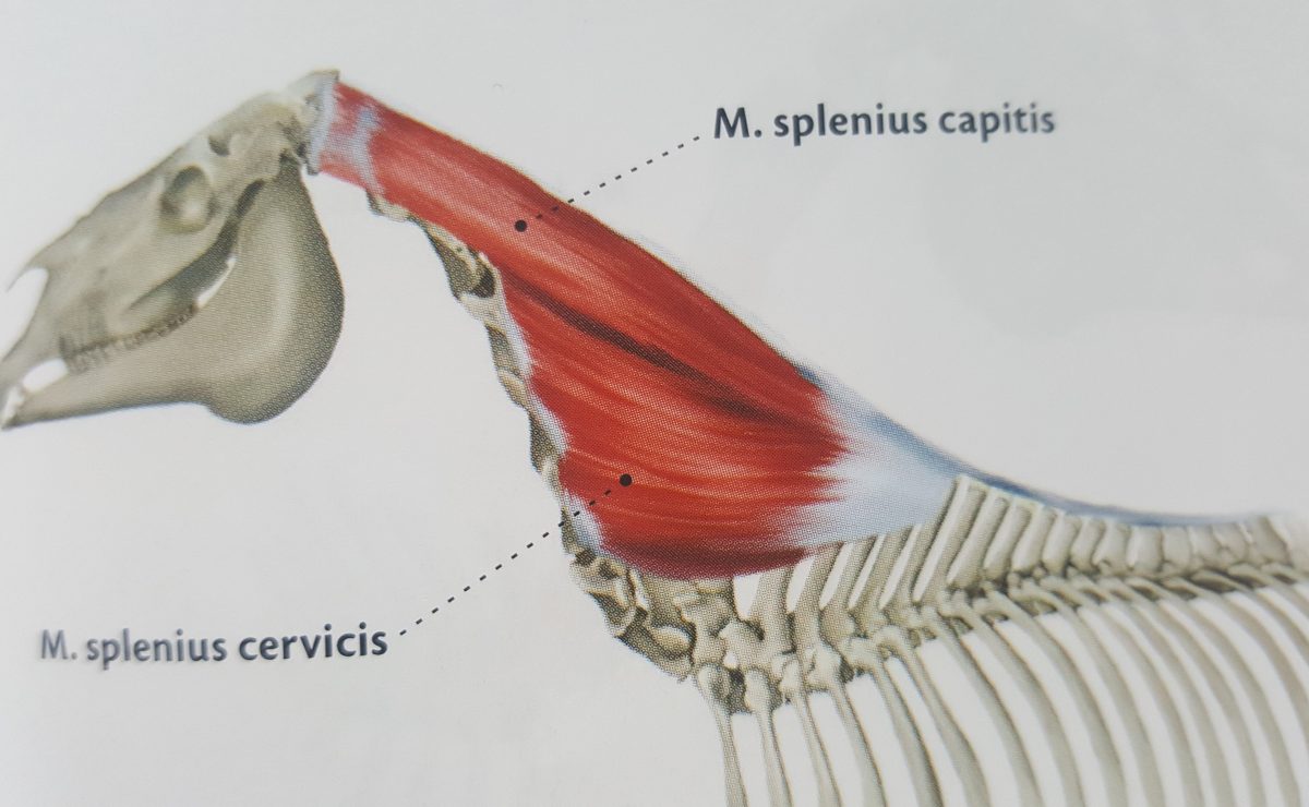 [Muscle Monday] De Splenius - Het Soepele Paard