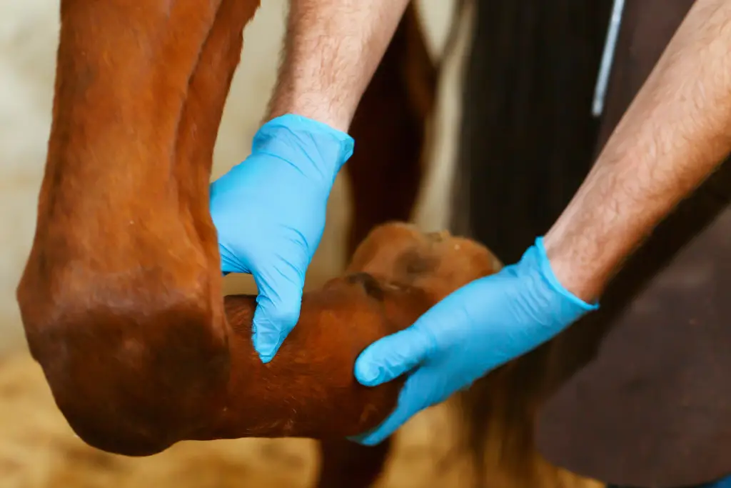 Paardenbenen, wat zijn ze kwetsbaar.