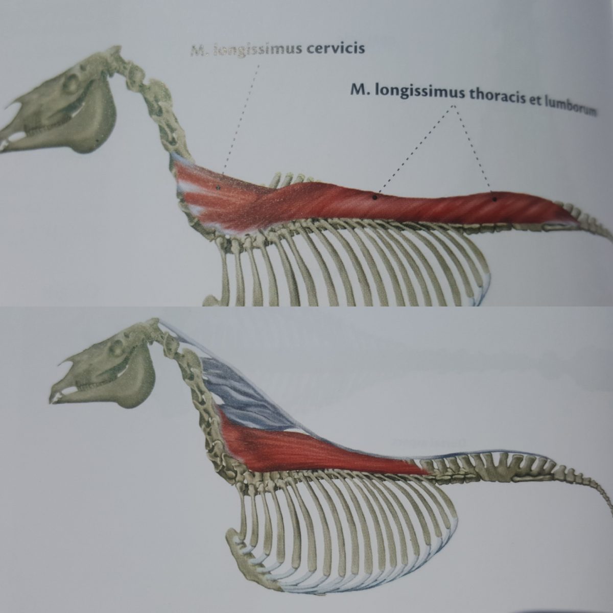 Muscle Monday Longissimus Dorsi En De Spinalis Het Soepele Paard