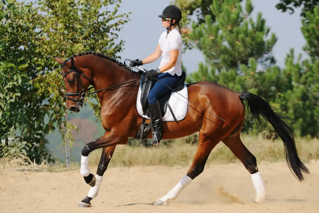 Zo maak je je paard scherper aan je been