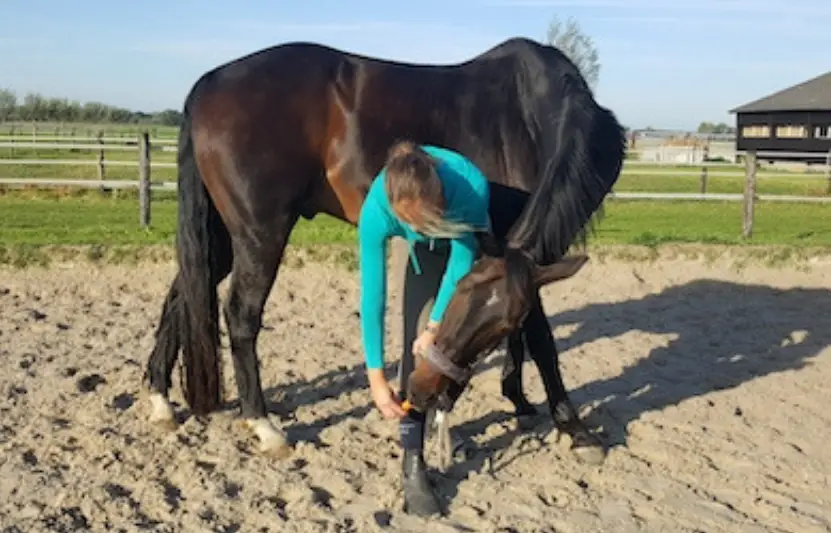 Hoe maak ik mijn paard sterker als ik naast hem sta?