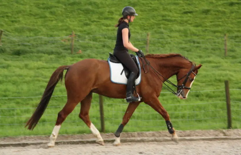 Hoe maak ik mijn paard sterker onder het zadel?