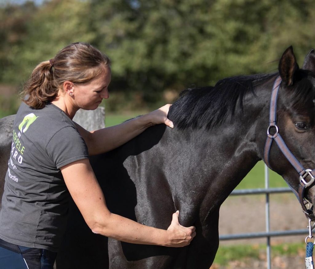 cabine Uitbarsten uitsterven Instructie, paardenmassage, online trainingen | Het Soepele Paard